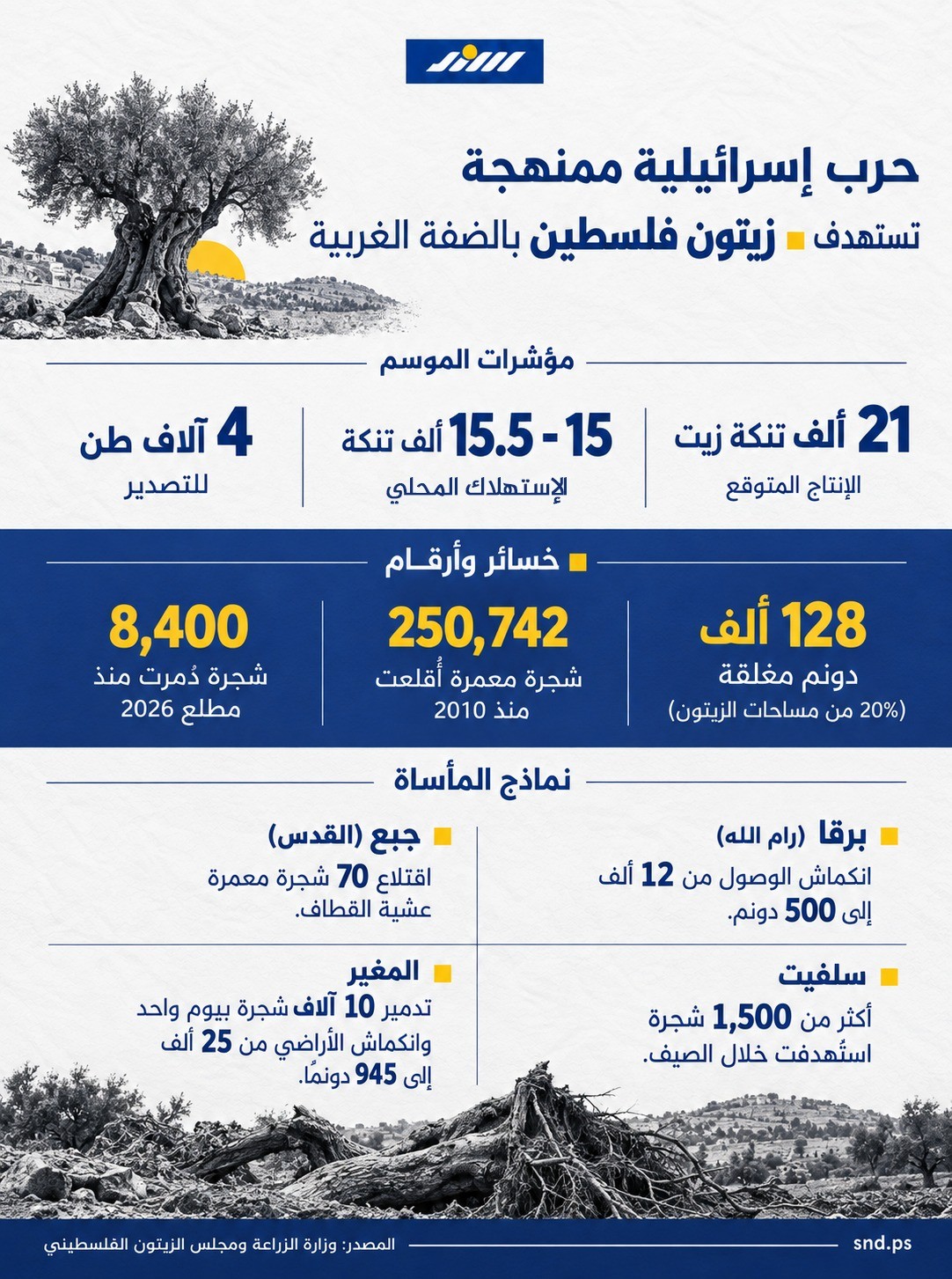 حرب إسرائيلية ممنهحة تستهدف زيتون الضفة.jpeg